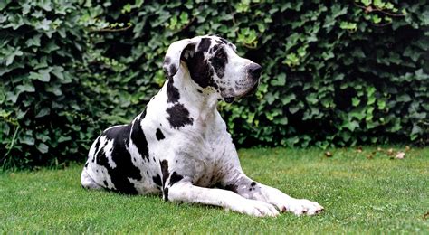 Great Dane Dog Breed Facts Temperament And Care Info