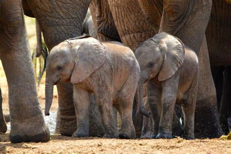 Rare Twin Elephants Calves Born At Addo