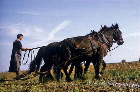 Amish Woman Plowing Photograph By Phil Degginger