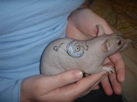Rat tattoos are generally unusual tattoo choices, since they do not typically elicit joyous reactions from people. Tattoo Rat by RockDesign on DeviantArt