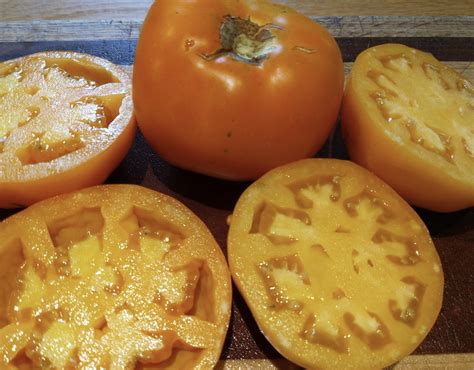 Amish Gold Tomato Seeds Organic Tims Tomatoes