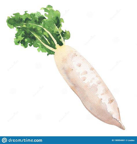 Daikon Radish Fresh Turnip White Radish Vegetable Isolated Hand