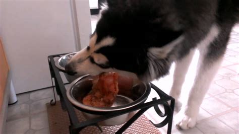 They cost more with minimal (if any) benefits and often push for faster growth that causes later problems. Prey Model Raw Diet - Siberian Husky (Day 1/Breakfast ...