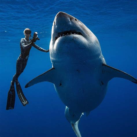deep blue one of the largest great white sharks roams the open ocean r thedepthsbelow