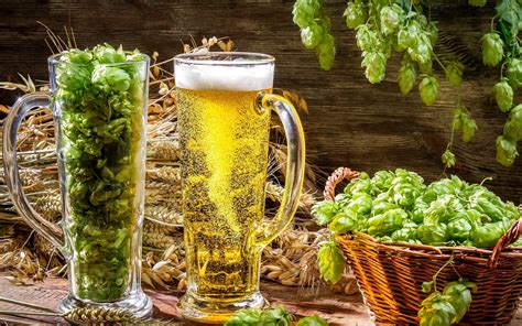 Los ingredientes de la cerveza: La Importancia del Lúpulo en la Cerveza - CERVECEROS DE MÉXICO