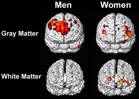 On Men Women And Brain Size