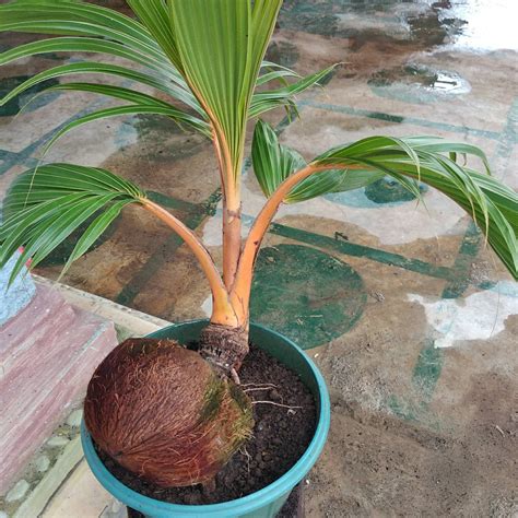 Bonsai Coconut Tree Free Phitosanitary Certificate Etsy