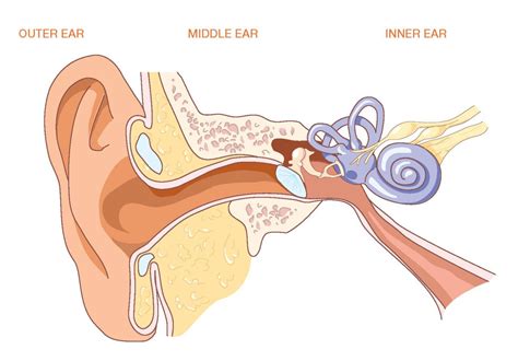 Label Diagram Of Human Ear Diagram Of The Human Ear With Labels 43