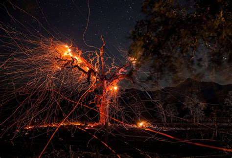 A Long Exposure Photograph Shows A Tree Burning During The Kincade Fire