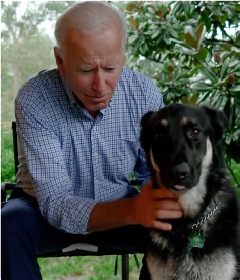 Joe Bidens Dog Major Will Be The First Rescue Dog In The White House