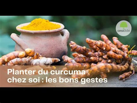 Planter Du Curcuma Chez Soi Les Bons Gestes Youtube