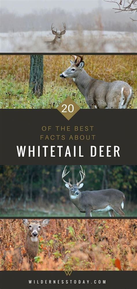 Here Are 20 Amazing Whitetail Deer Facts That You May Or May Not Know