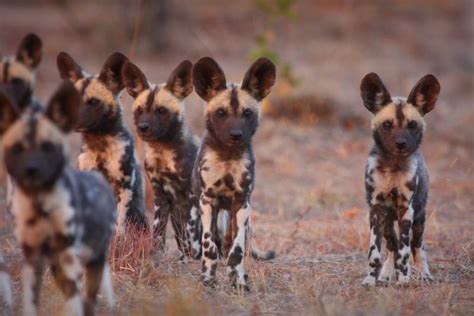 4k00:13pack of african wild dog with young pups watching buffalo and zebra grazing in the okavango delta, botswana. Unique Conservation Opportunity With Tintswalo Lapalala To ...