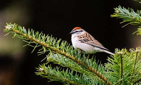 Millys Bird Of The Day The Chipping Sparrow Taking Flight