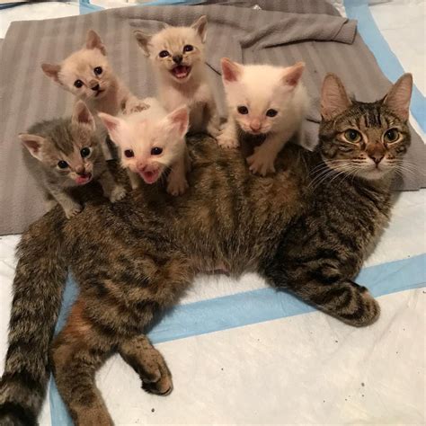 Cat Mama Refuses To Sleep Protecting Her Kittens Until They Are Safe