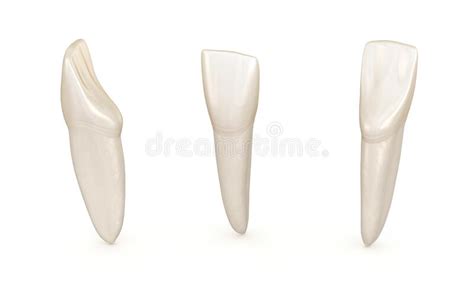 Permanent Lower Lateral Incisor Tooth 3d Illustration Of The Anatomy