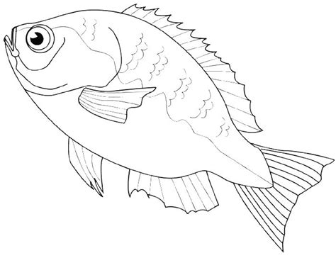Snook Fish Coloring Page Sketch Coloring Page