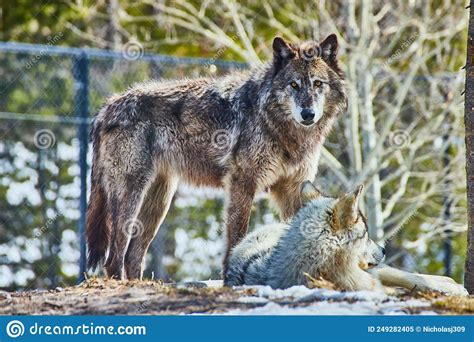 Pair Of Wolves On Rocks Taking A Break In Park Stock Image Image Of