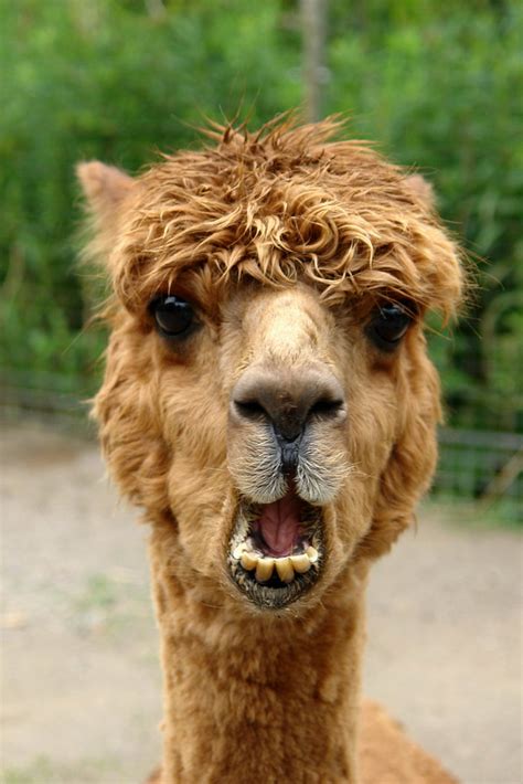 A female camel is refereed to as a cow while a male camel is. Mr Al Paka | Photos taken at the Toronto Zoo in Canada ...