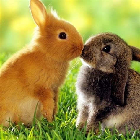 10 Most Popular Cute Baby Bunny Images Full Hd 1920×1080 For Pc Desktop