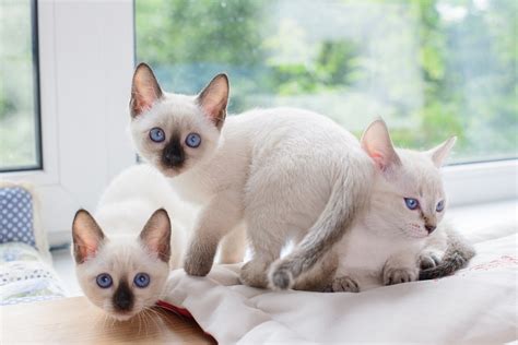 14 Asian Cat Breeds With Pictures Excited Cats