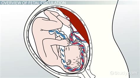 Fetal Blood Circulation Diagram And Concept Video And Lesson Transcript