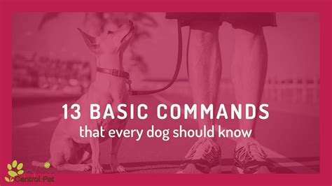Basic Commands Every Dog And Dog Owner Should Know