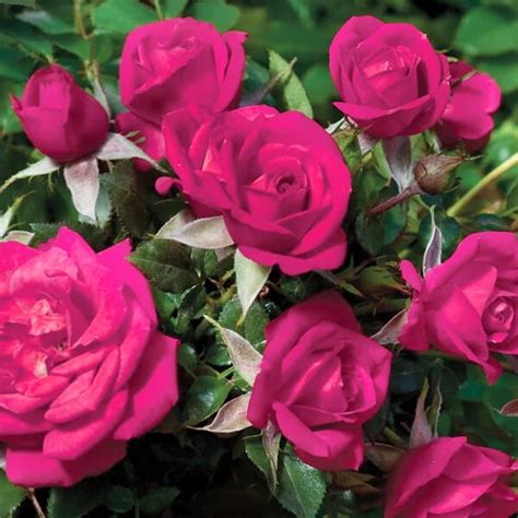 Miniature Rose Button Rose Pink Plant Ks Garden Nursery