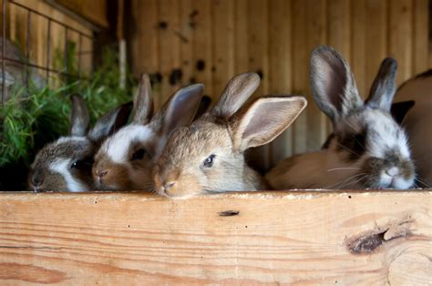 How Rabbits See Guide To Rabbit Eyesight Rabbit Lala