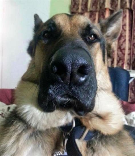 Ten Of The Funniest German Shepherds You Will Ever See