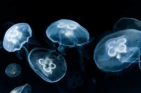 Glowing Jellyfish Photograph By R K Pixels