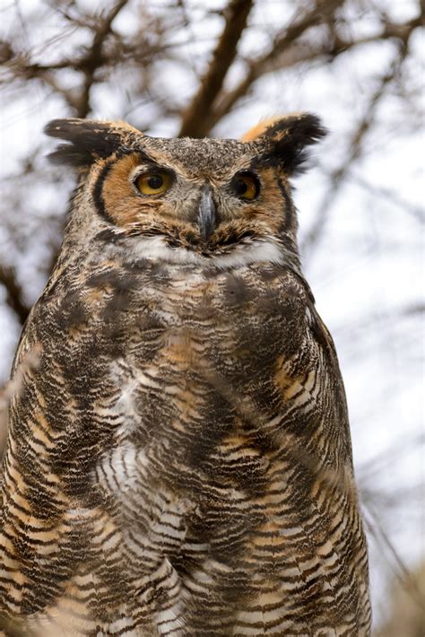 Great Horned Owl In Tree Eric Kilby Flickr