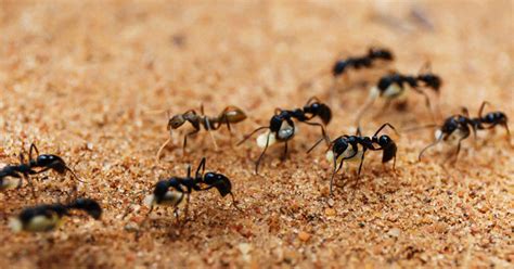 Die besten Hausmittel gegen Ameisen - Mein schöner Garten