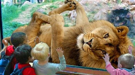 Funny Animals Trolling Babies And Kid In The Zoo Funny Baby And Pet