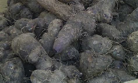 Ube Purple Yam Starter Plant Dioscorea Alata Outdoor And Gardening Home