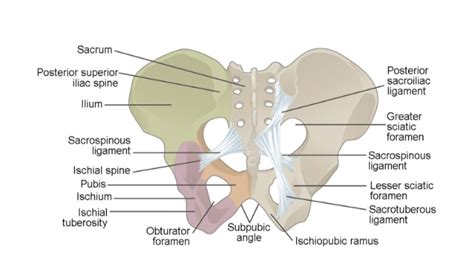 Copyright 2019 anatomy360 site development by the ecommerce seo leaders | all rights reserved. Male Vs. Female Pelvis: 15 Major Differences (With Diagram ...