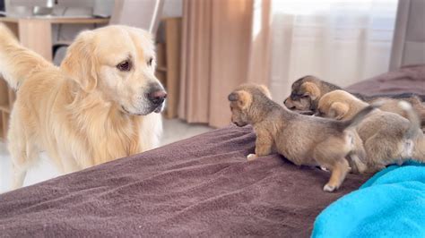 Golden Retriever Meets Puppies For The First Time Videos