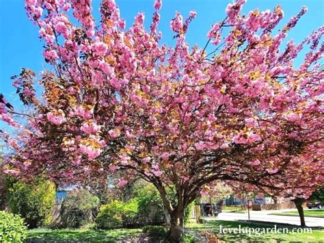 A Guide To Kwanzan Cherry Tree Prunus Kwanzan