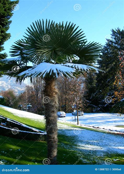 Palm Trees In Park Covered In Snow Stock Photo Image Of Landscape