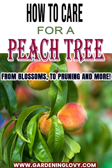 Planting Peach Tree From Seed Step By Step Peach Trees Peach Tree Care Pruning Peach Trees