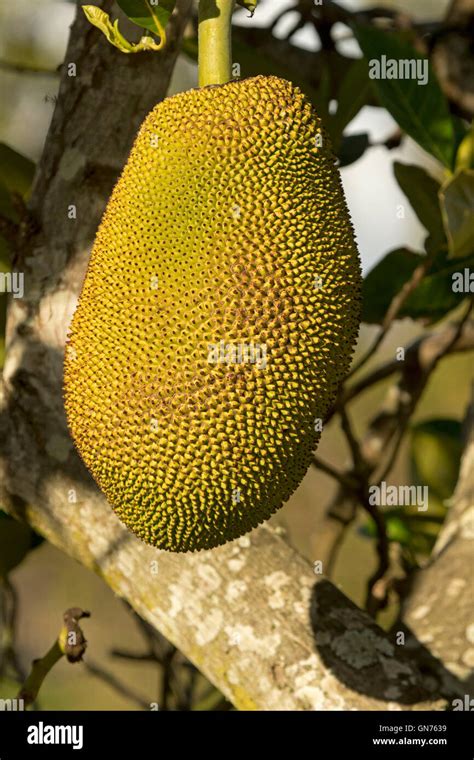 Close Up Of Jackfruit Artocarpus Heterophyllus Large Unusual Golden