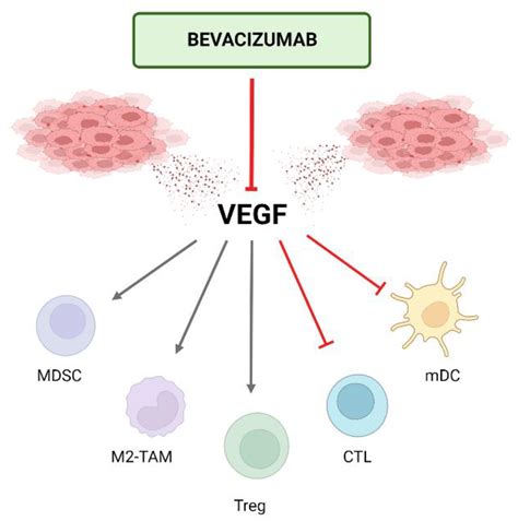 Cancers Free Full Text Unraveling The Synergy Between Atezolizumab