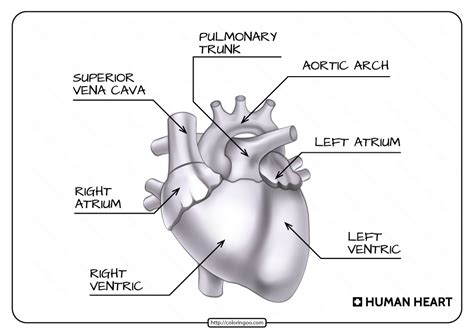 The Human Heart Labeled In All Its Major Parts Including The Ventrical