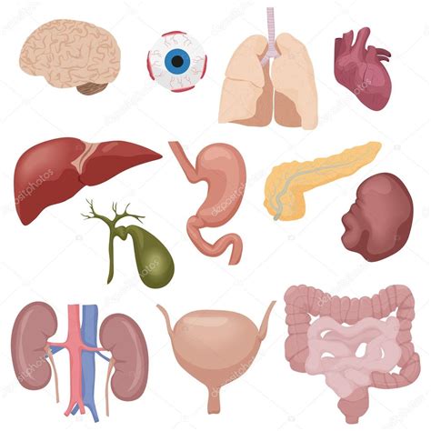 Human Body Internal Parts Organs Set Isolated Stock Vector Image By