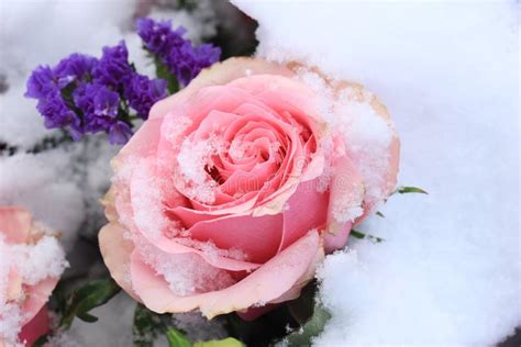 Pink Rose In The Snow Stock Photo Image Of Love Blooming 86077432