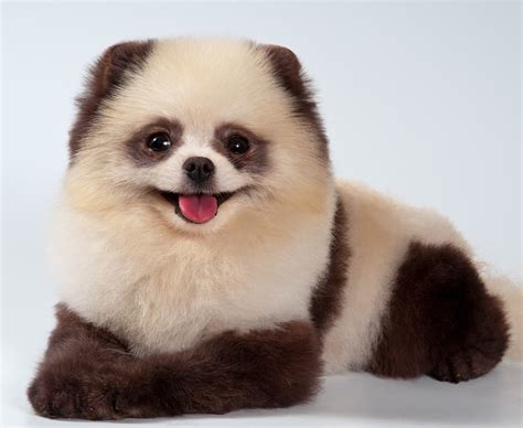 Chinese Panda Dogs Dog Reference