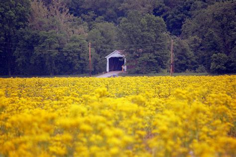 Field Of Yellow Parke Co Indiana Robin Pross Flickr