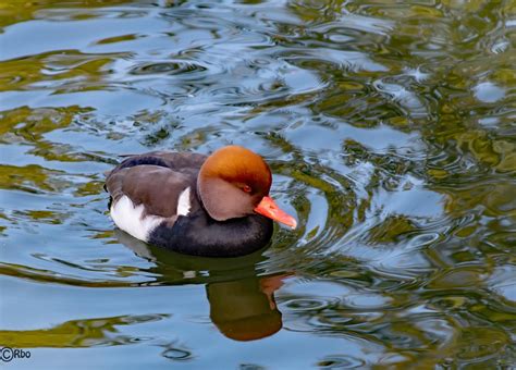 We did not find results for: Still seine Runden drehen Foto & Bild | tiere, wildlife ...