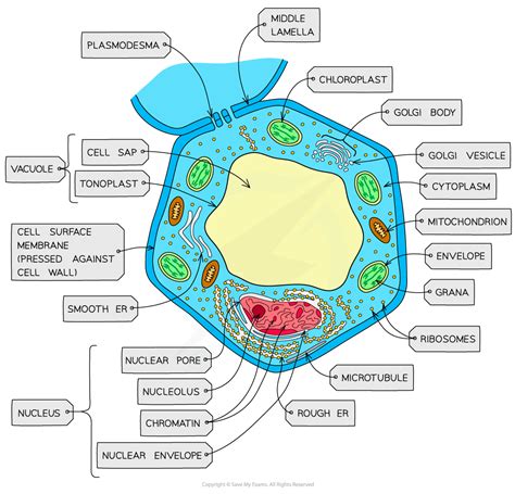 Ib Dp Biology Sl复习笔记124 Eukaryotic Cell Structure 翰林国际教育