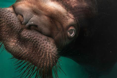 Walrus Aquarium Image National Geographic Your Shot Photo Of The Day